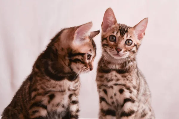 Dvě Koťátka Pozorně Dívají Objektivu Kamery Bengálské Plemeno Koncept Zvědavosti — Stock fotografie