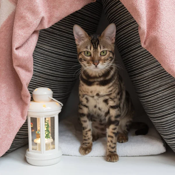 Una Pequeña Casa Hecha Almohadas Con Gato Sentado Ella Hay — Foto de Stock