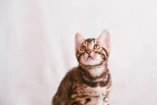 Gatito Mira Con Cuidado Espacio Para Texto Gato Bengala — Foto de Stock