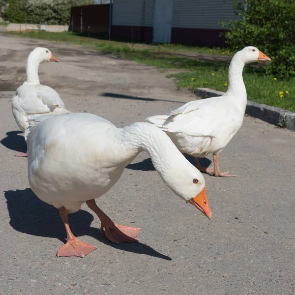 Three white goose close-up. The geese look around cautiously. On the street