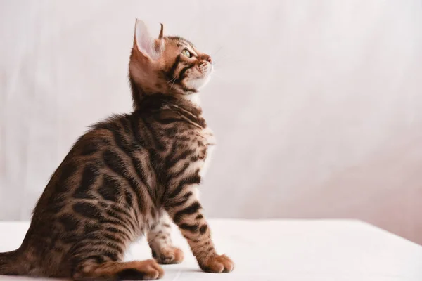 Котёнок Внимательно Смотрит Вверх Пространство Текста Бенгальская Кошка — стоковое фото