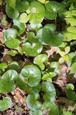 Temiz yeşil yapraklar, üst manzara. Arkaplan, doku Asarum Ormanı bitkisi