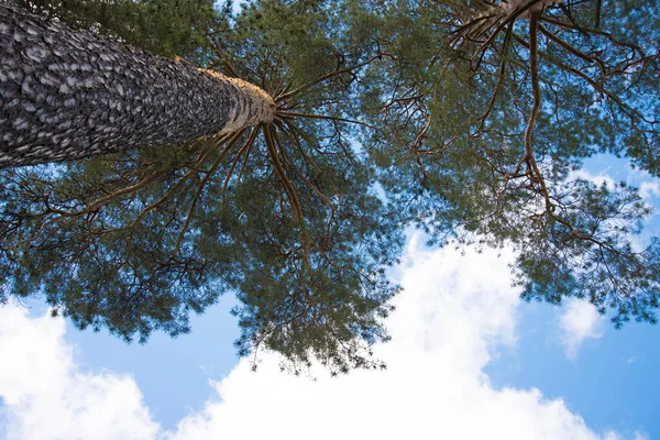 Vista Fundo Copa Árvore Céu Azul Nuvens Brancas Tempo Ensolarado — Fotografia de Stock