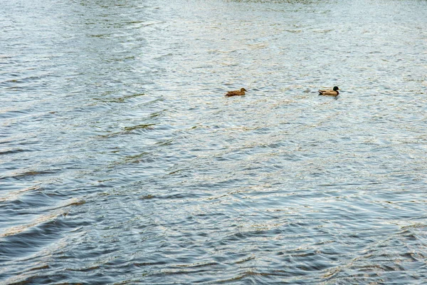 水面上的一对鸭子 鸭子在远方 文本的背景和篇幅 — 图库照片