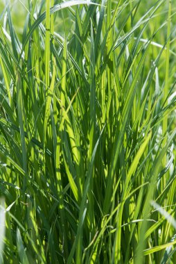 Güneşin parlak ışınlarında sulu yeşil çimenler. Geçmişi ve dokusu. Tazelik kavramı