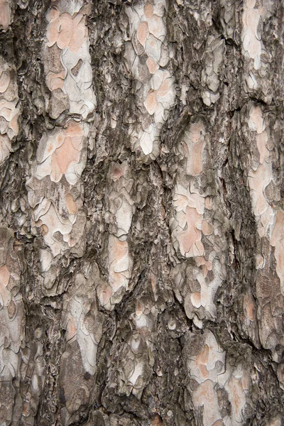 Close Trunk Coniferous Tree Structure Cortex — Stock Photo, Image