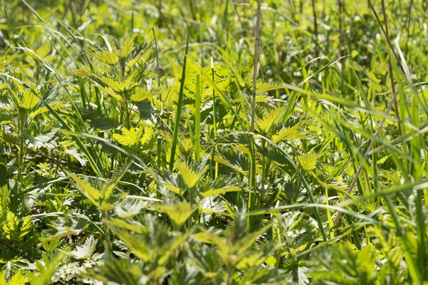 Folhas Urtiga Jovens Suculentas Sol Brilha Através Das Folhas Bela — Fotografia de Stock