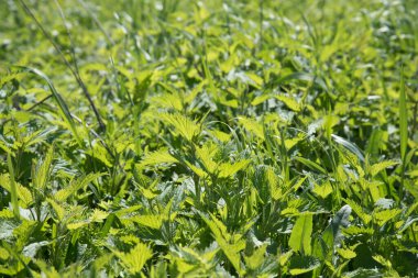 Genç ve sulu ısırgan otu yaprakları. Güneş yaprakların arasından parlıyor. Güzel bahar iyimser tablosu.