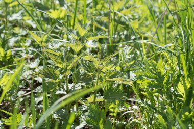 Genç ve sulu ısırgan otu yaprakları. Güneş yaprakların arasından parlıyor. Güzel bahar iyimser tablosu.