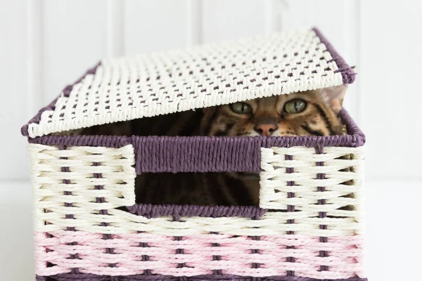 Gato Instaló Cómodamente Caja Vista Desde Caja Conveniencia Comodidad — Foto de Stock