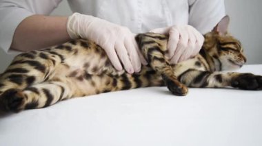 Veteriner kedinin midesine dokunur. Kedi doktorun önünde masanın üzerinde uzanıyordu. Klinik randevuları, hamilelik, doğum. Yakından elle muayene.