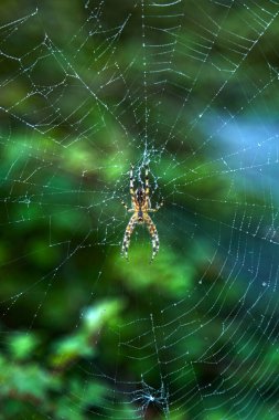 Ağının ortasında büyük bir örümcek. Arkaplanı yeşile boyamış..