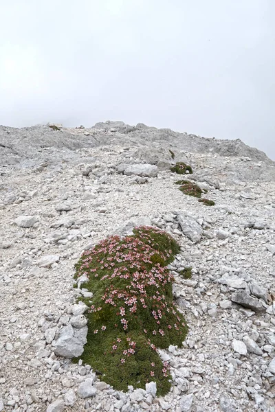 Yastık, mor çiçekler, beyaz kayalar üzerinde.
