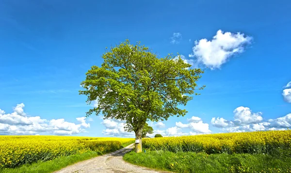 Yanında duran yeşil bir ağaç. Bir toz yolu. Sarı kolza tohumu ile çevrili..