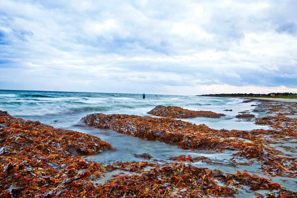 Dalgalarla ve kırmızı yosunlarla dolu bir sahil şeridi. Denizde bir balıkçı duruyor.. 