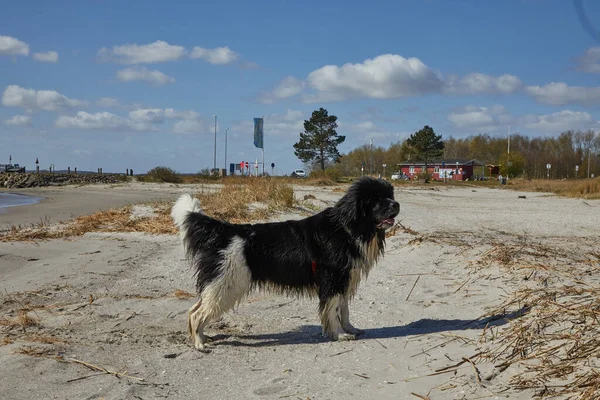 Bir kumsalda kumların üzerinde durmuş karaya bakan siyah beyaz bir köpek..
