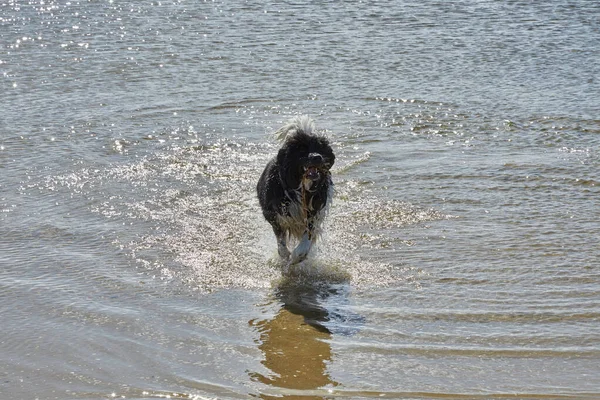 Siyah ve Beyaz Newfoundland köpeği sahilde suda koşuyor.