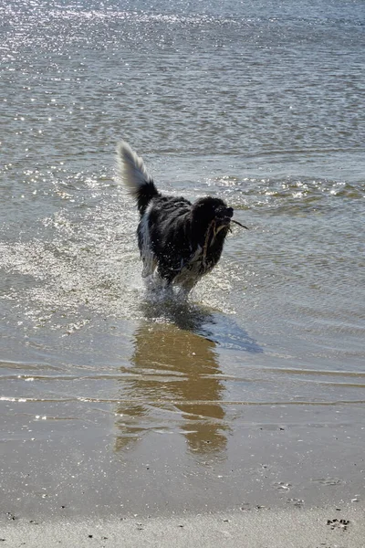 Black White Newfoundland Dog Running Water Stick Its Mouth Stock Image