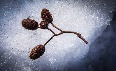 Meşe palamutları içinde belgili tanımlık kar kış arka plan
