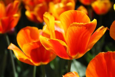 Orange tulip çiçek açan arka plan