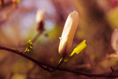 Manolya çiçek, makro bahar arka plan