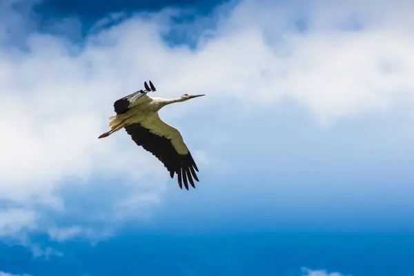 Flying Stork Blue Sky — Stock Photo, Image