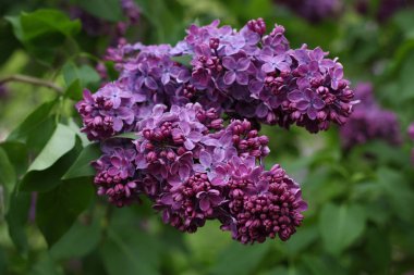 Arkaplanda açan leylak çiçekleri