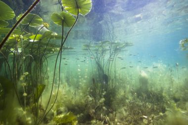 Güzel sarı nilüfer (nuphar lutea) açık Lirası içinde. Göldeki su altı atış. Doğal yaşam alanı. 
