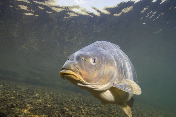 Carp — Stock Photo, Image