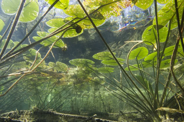 Nilüfer (nuphar lutea)