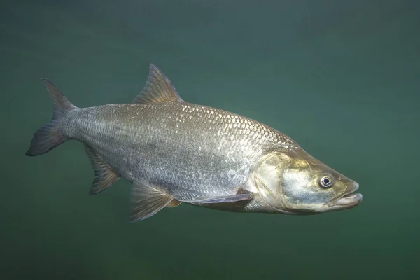 Nahaufnahme Von Raubfischen Aspius Aspius Süßwasserfische Sauberen Fluss Und Grünen — Stockfoto