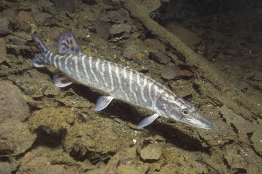 Tatlı su balığı pike (Esox lucius) güzel temiz Lirası. Göldeki su altı atış. Vahşi yaşam hayvan. Güzel arka plan ile doğa ortamlarında pike. Gölde yaşamak.
