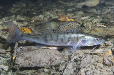 Güzel temiz Lirası içinde tatlı su balığı pike levrek (Sander lucioperca). Göldeki su altı atış. Vahşi yaşam hayvan. Güzel arka plan ile doğa ortamlarında Pike levrek. Gölde yaşamak.