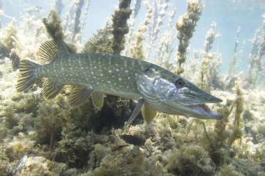 Esox lucius