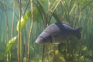 Freshwater fish carp (Cyprinus carpio) in the beautiful clean pound. Underwater shot in the lake. Wild life animal. Carp in the nature habitat with nice background with water lily. clipart