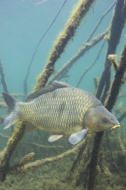 Tatlı su balık sazan (cyprinus carpio) güzel temiz Lirası. Göldeki su altı atış. Vahşi yaşam hayvan. Güzel arka plan ile doğa ortamlarında sazan.