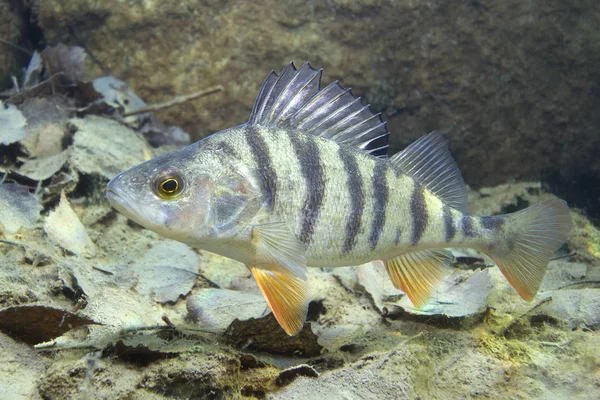 Freshwater Fish Perch Perca Fluviatilis Beautiful Clean Pound Underwater Shot — Stock Photo, Image