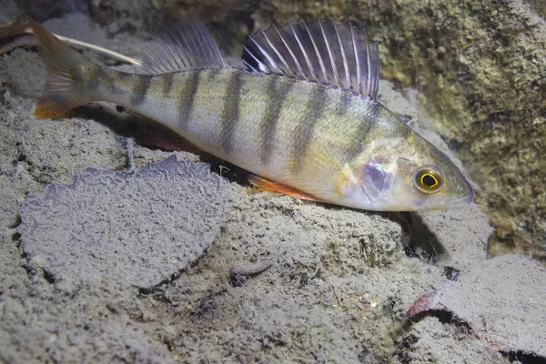 Freshwater Fish Perch Perca Fluviatilis Beautiful Clean Pound Underwater Shot — Stock Photo, Image