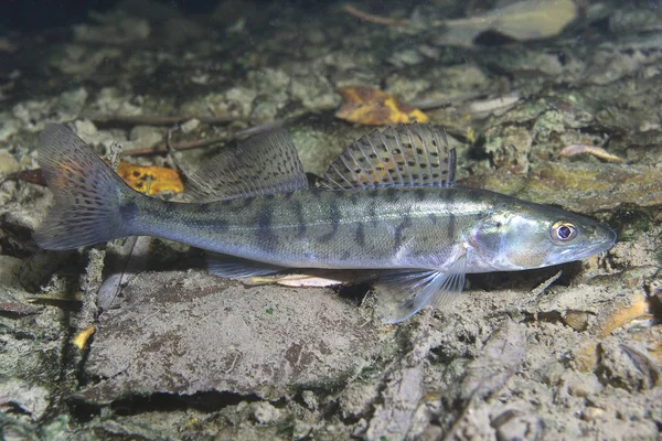 Ψάρια Του Γλυκού Νερού Ποταμολάβρακο Sander Lucioperca Στην Όμορφη Καθαρίστε — Φωτογραφία Αρχείου