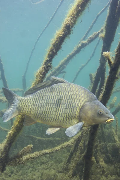 Ikan Mas Segar Cyprinus Carpio Dalam Pound Bersih Yang Indah — Stok Foto