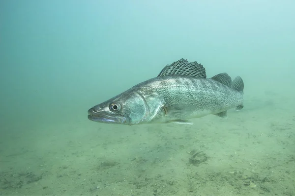 Güzel temiz Lirası içinde tatlı su balığı pike levrek (Sander lucioperca). Göldeki su altı atış. Vahşi yaşam hayvan. Güzel arka plan ile doğa ortamlarında Pike levrek. Gölde yaşamak.