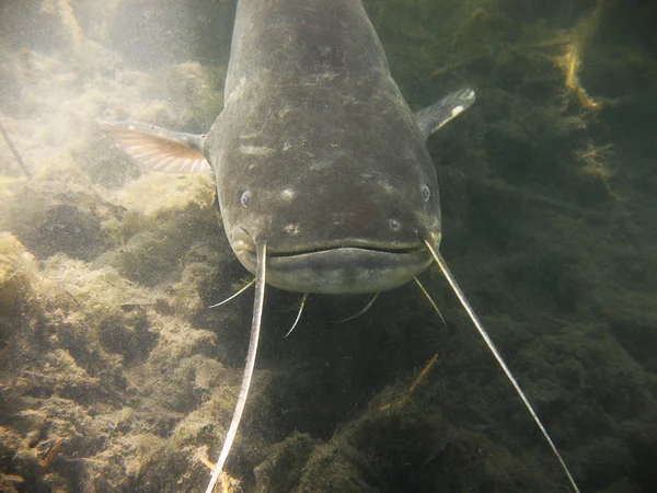 European Catfish — Stock Photo, Image