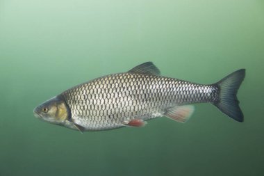 Leuciscus cephalus