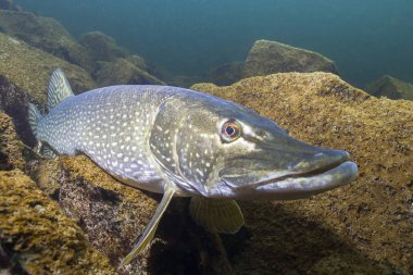 Tatlı su balık Kuzey pike (Esox lucius) güzel Lirası temiz. Su altında güzel uygunluğunu ve doğal ışık ile vurdu. Vahşi yaşam hayvan. 