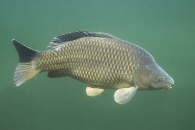 Cyprinus carpio