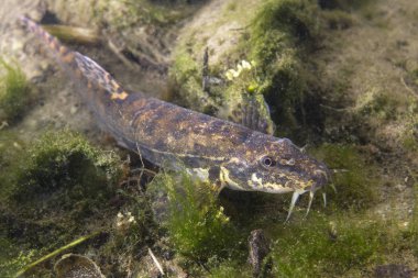 noemacheilus barbatulus