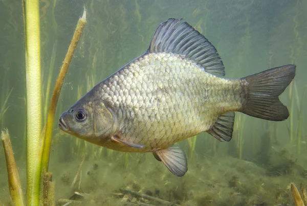Carassius carassius