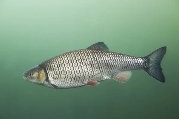 Leuciscus cephalus