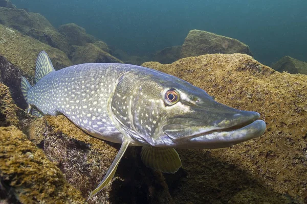 Tatlı su balık Kuzey pike (Esox lucius) güzel Lirası temiz. Su altında güzel uygunluğunu ve doğal ışık ile vurdu. Vahşi yaşam hayvan. 