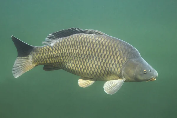 Cyprinus carpio — Stock Photo, Image